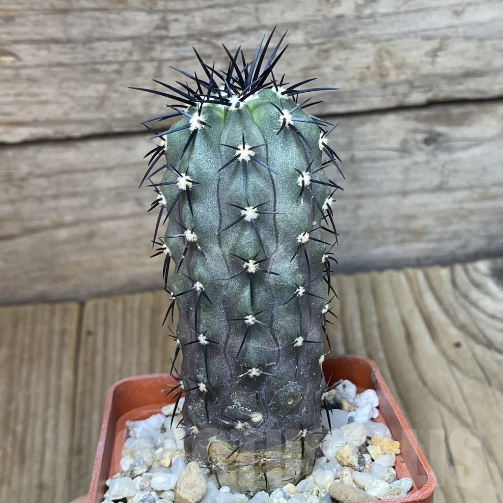 SHPR42405 Copiapoa calderana - Image 2