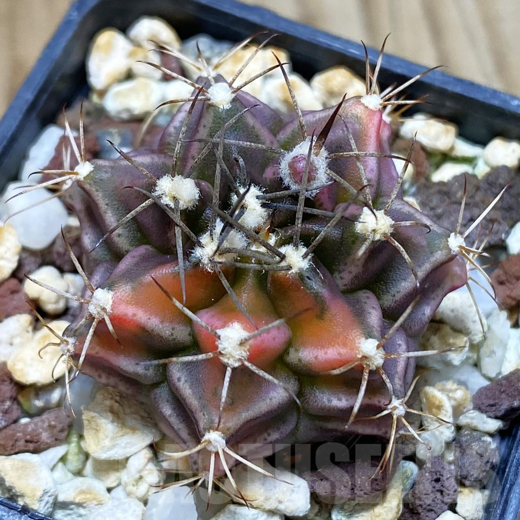 SHPR42408 Gymnocalycium mihanovichii ‘Bear Beer’