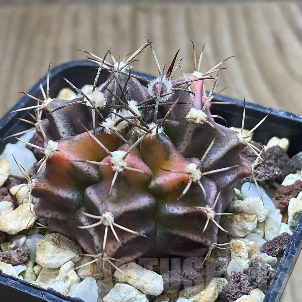 SHPR42408 Gymnocalycium mihanovichii ‘Bear Beer’ - Image 2