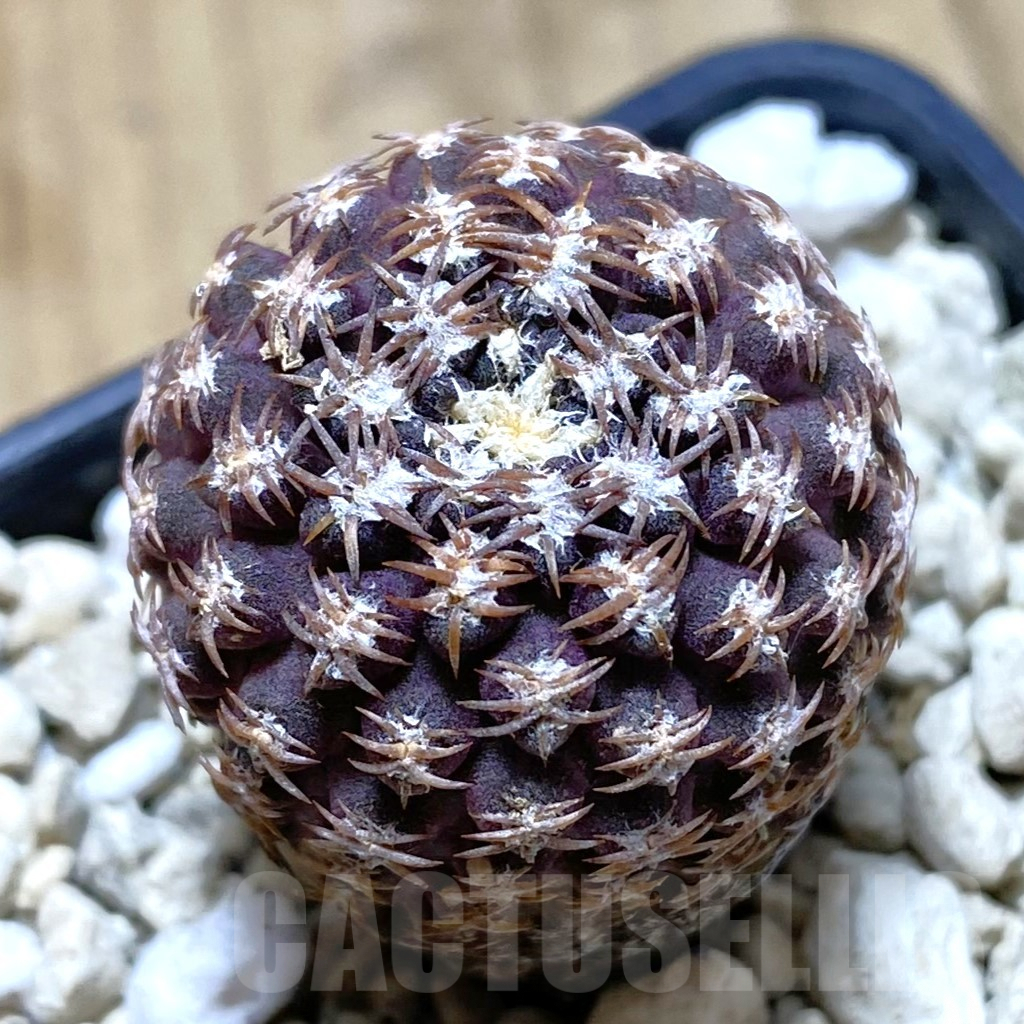 SHPR42416 Thelocephala krausii