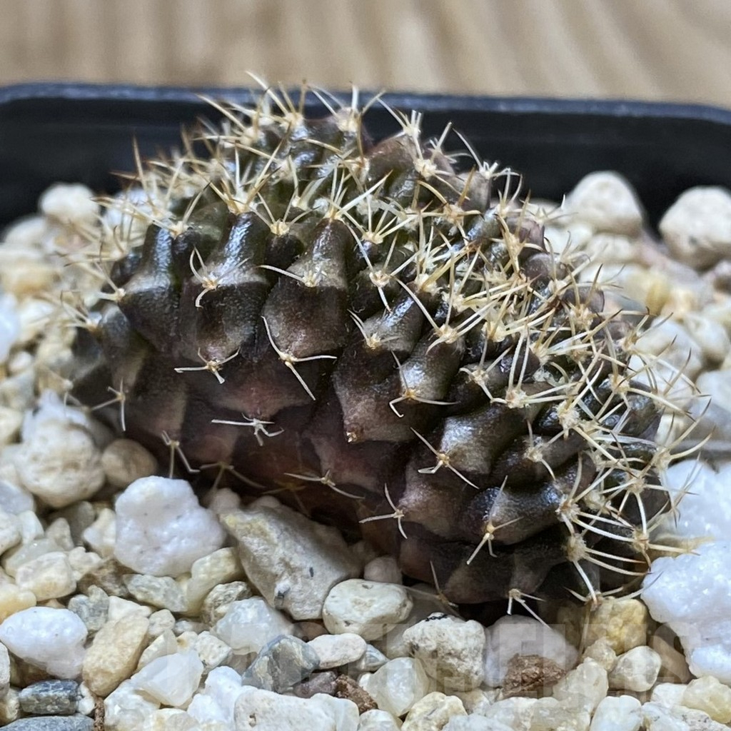 SHPR42385 Gymnocalycium mihanovichii f. cristata - Image 2