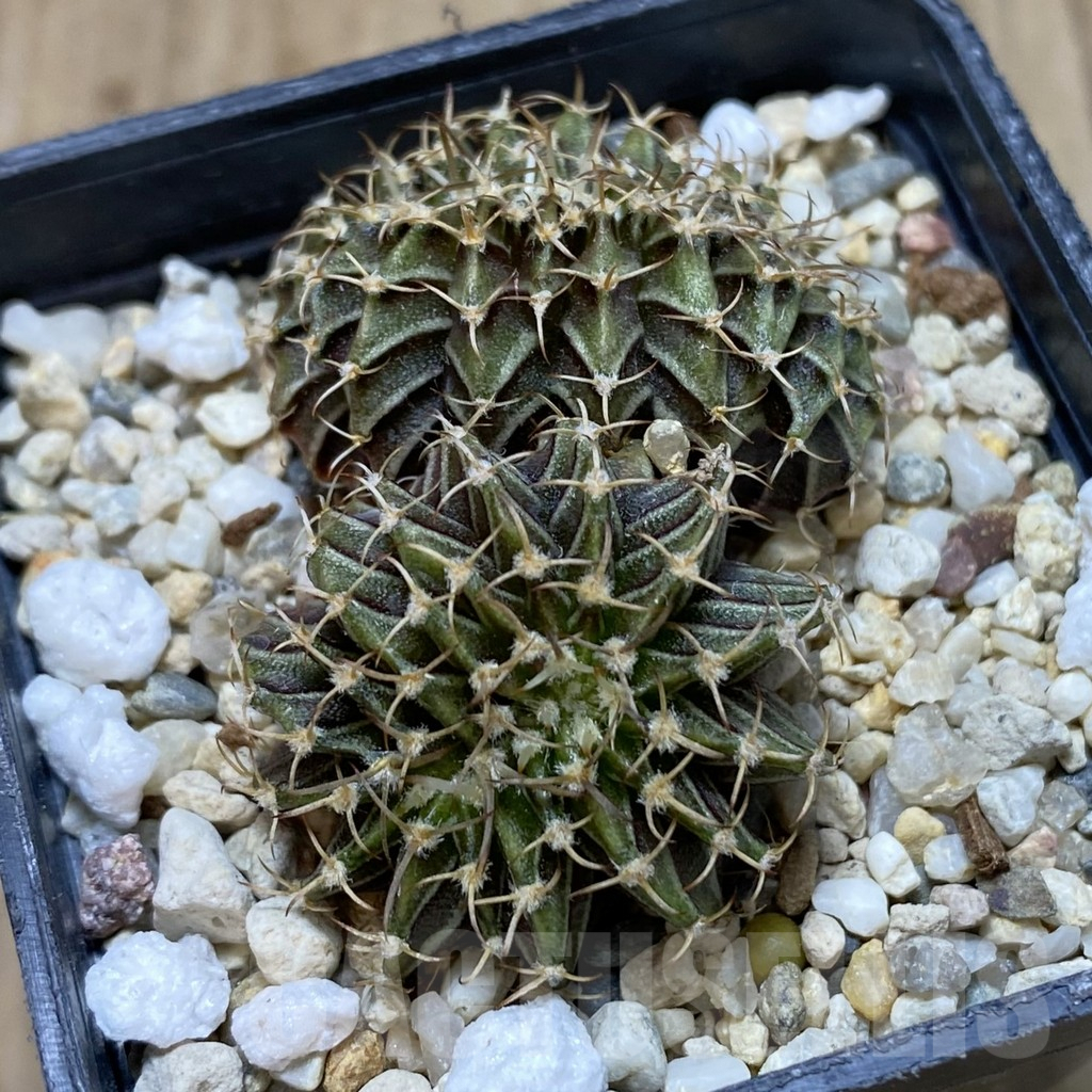 SHPR42386 Gymnocalycium friedrichii LB f. cristata - Image 3