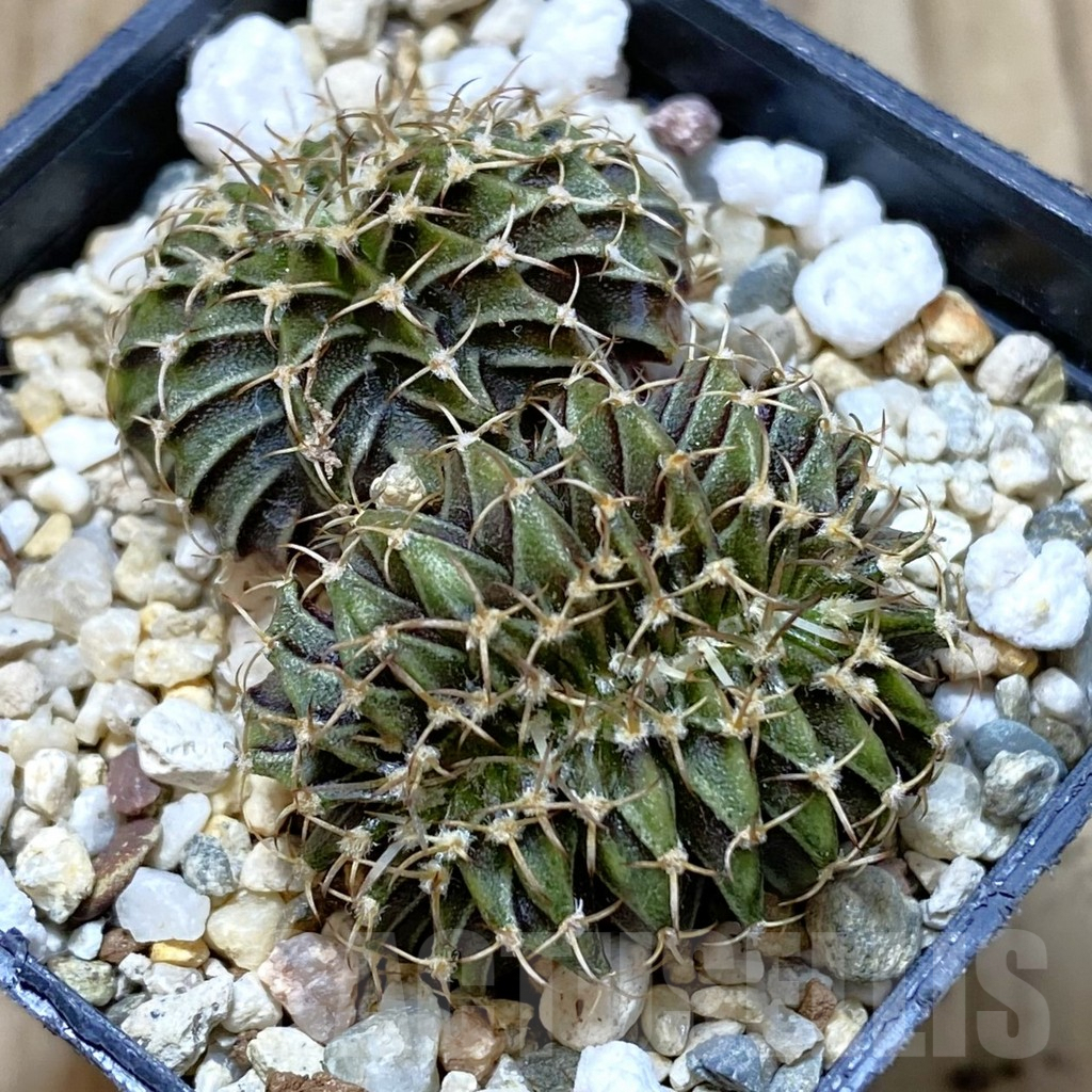 SHPR42386 Gymnocalycium friedrichii LB f. cristata