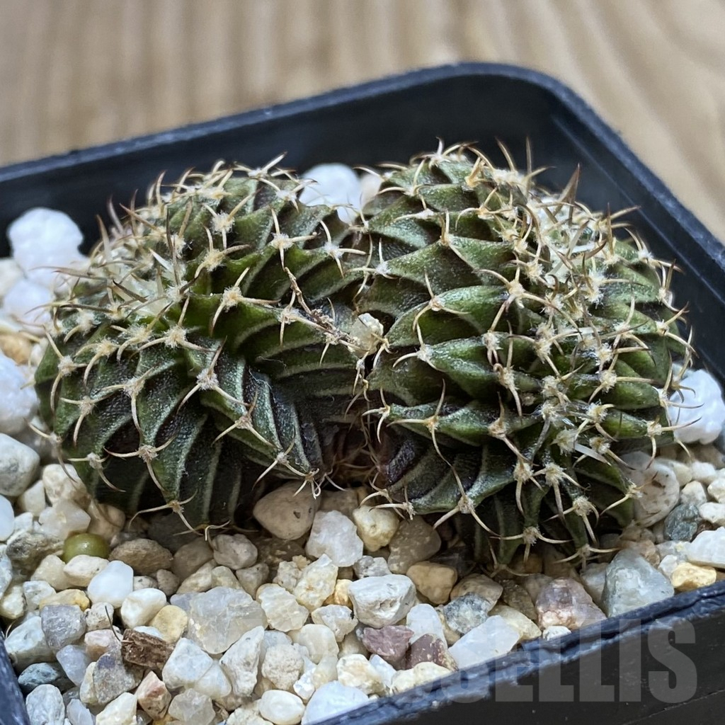 SHPR42386 Gymnocalycium friedrichii LB f. cristata - Image 2