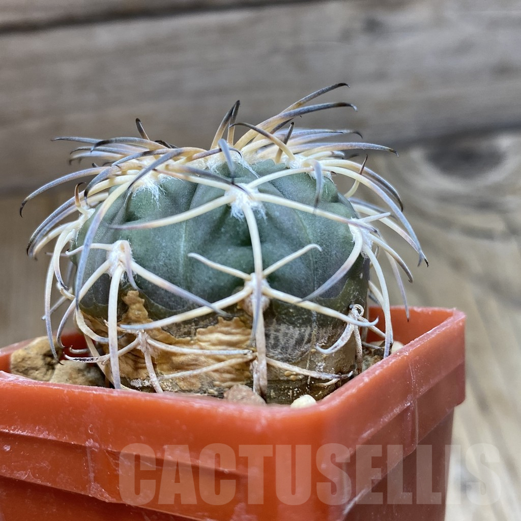 SHPR42425 Gymnocalycium spegazzinii MT 07-286 - Image 2