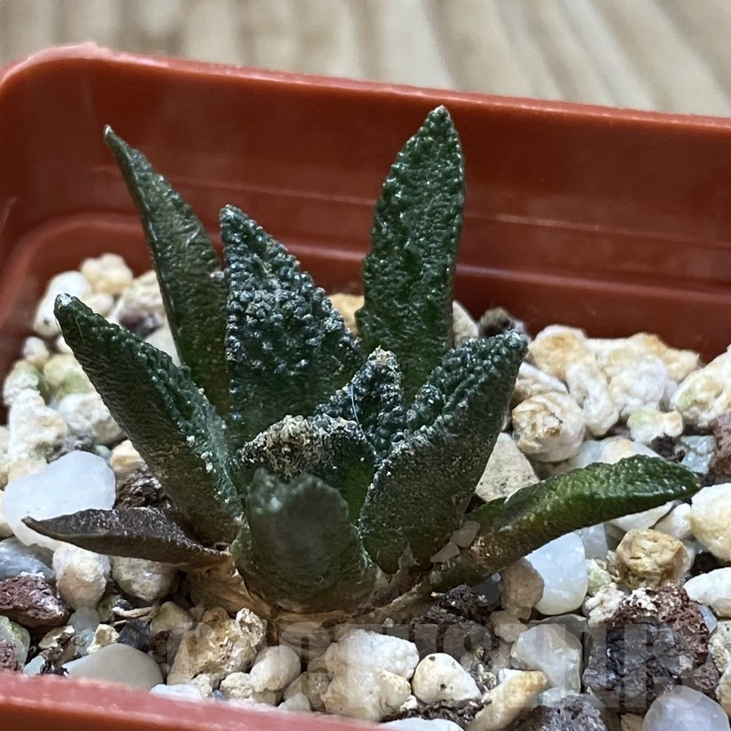 SHPR42392 Ariocarpus bravoanus - Image 2