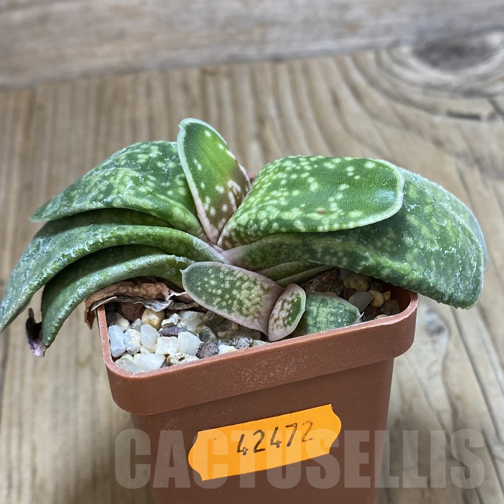SHPR42472 Gasteria hybrid - Image 3