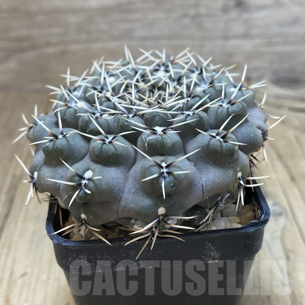 SHPR42505 Gymnocalycium obductum, old 10 years - Image 2