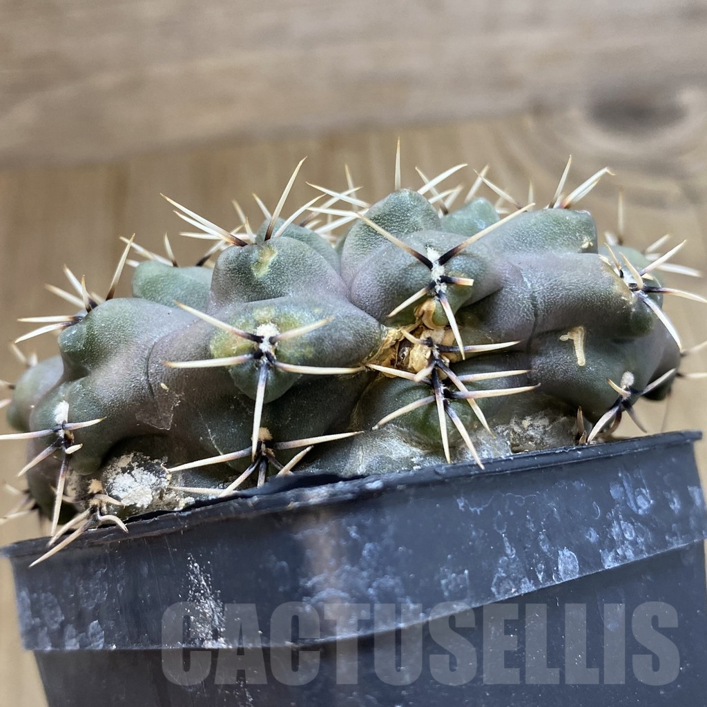 SHPR42505 Gymnocalycium obductum, old 10 years - Image 3