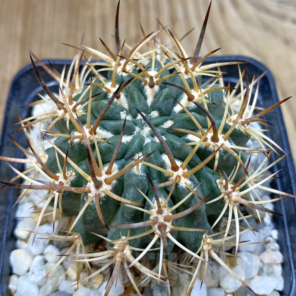 SHPR42494 Neoporteria eriosyzoides