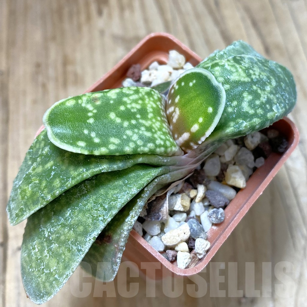 SHPR42472 Gasteria hybrid - Image 2