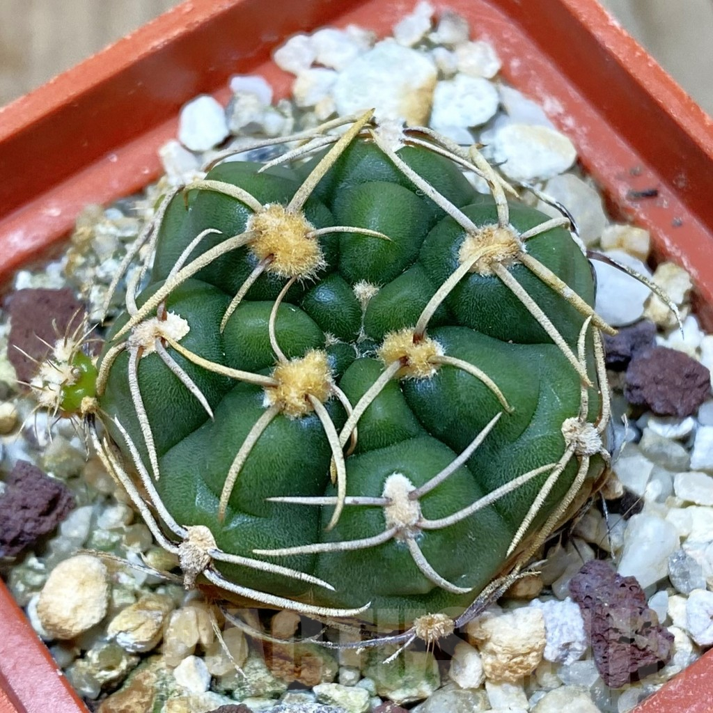 SH1477 Gymnocalycium aff. uruguayense