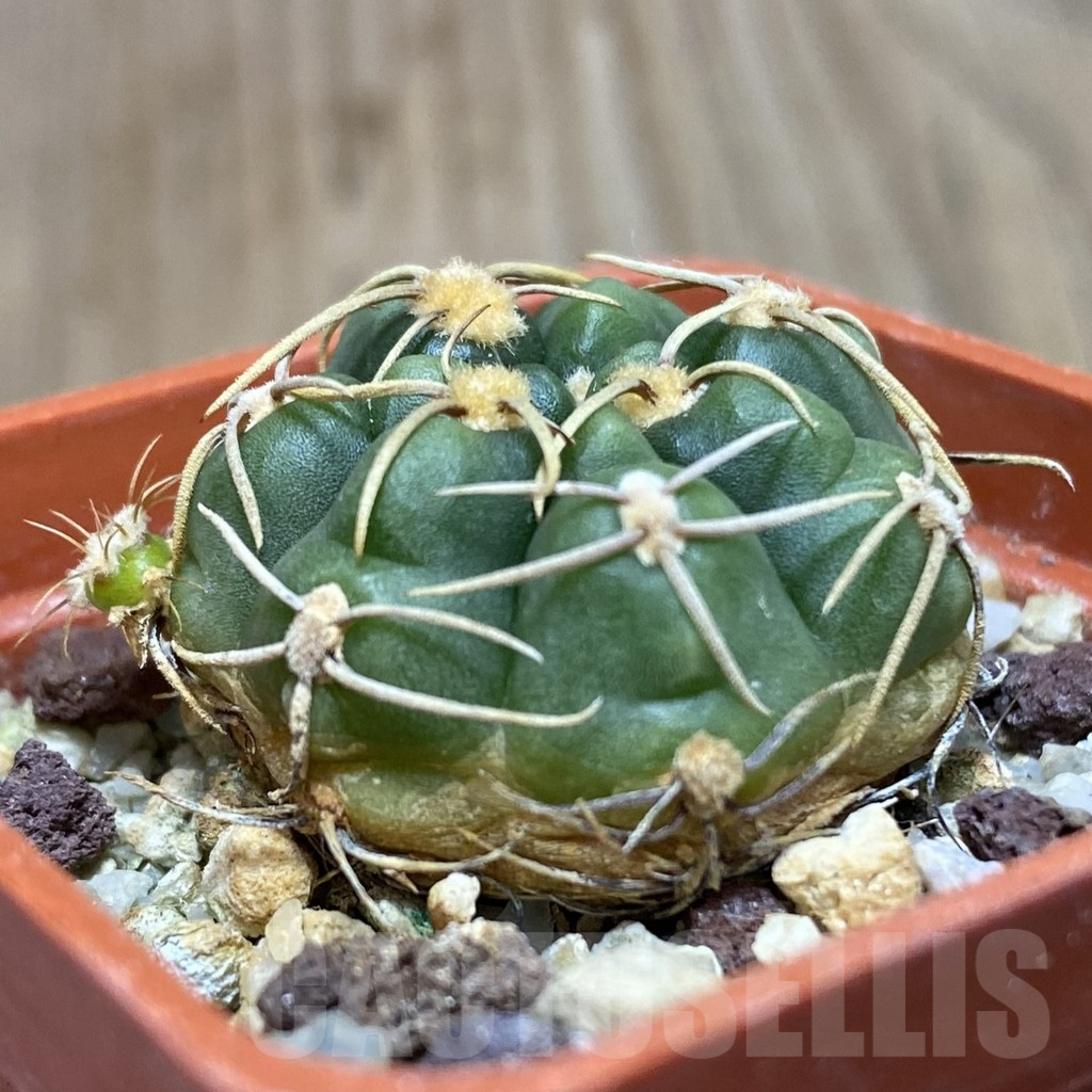 SH1477 Gymnocalycium aff. uruguayense - Image 2