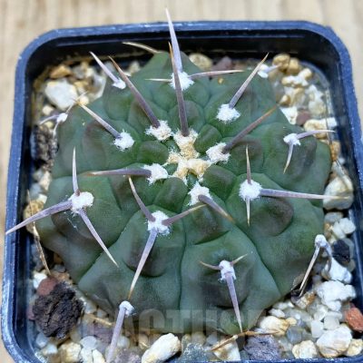 SH1480 Gymnocalycium vatteri