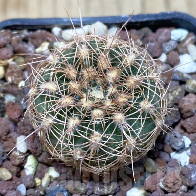 SH1482 Gymnocalycium bruchii v. hossei