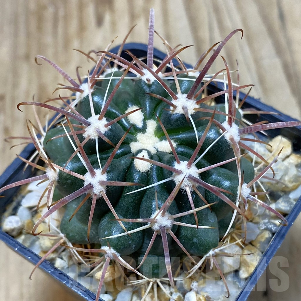 SH1484 Ferocactus fordii