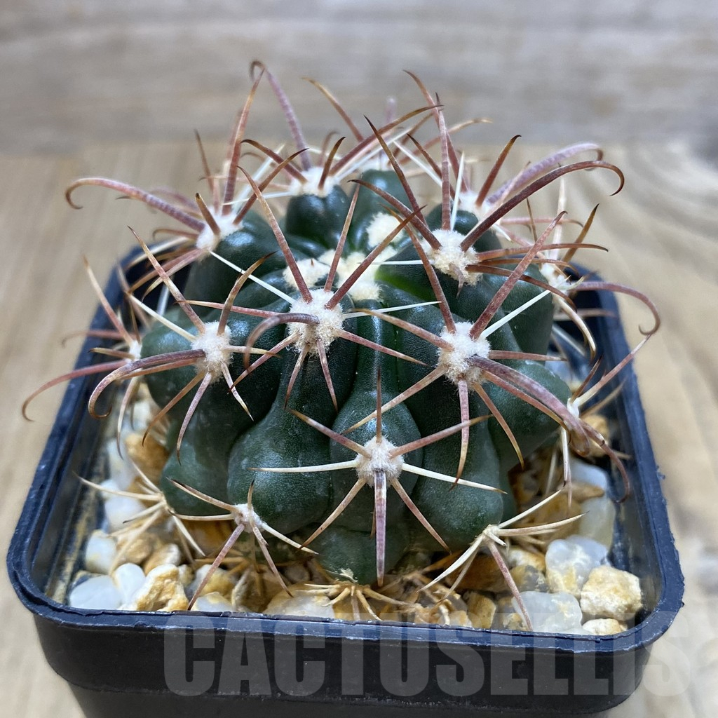 SH1484 Ferocactus fordii - Image 2