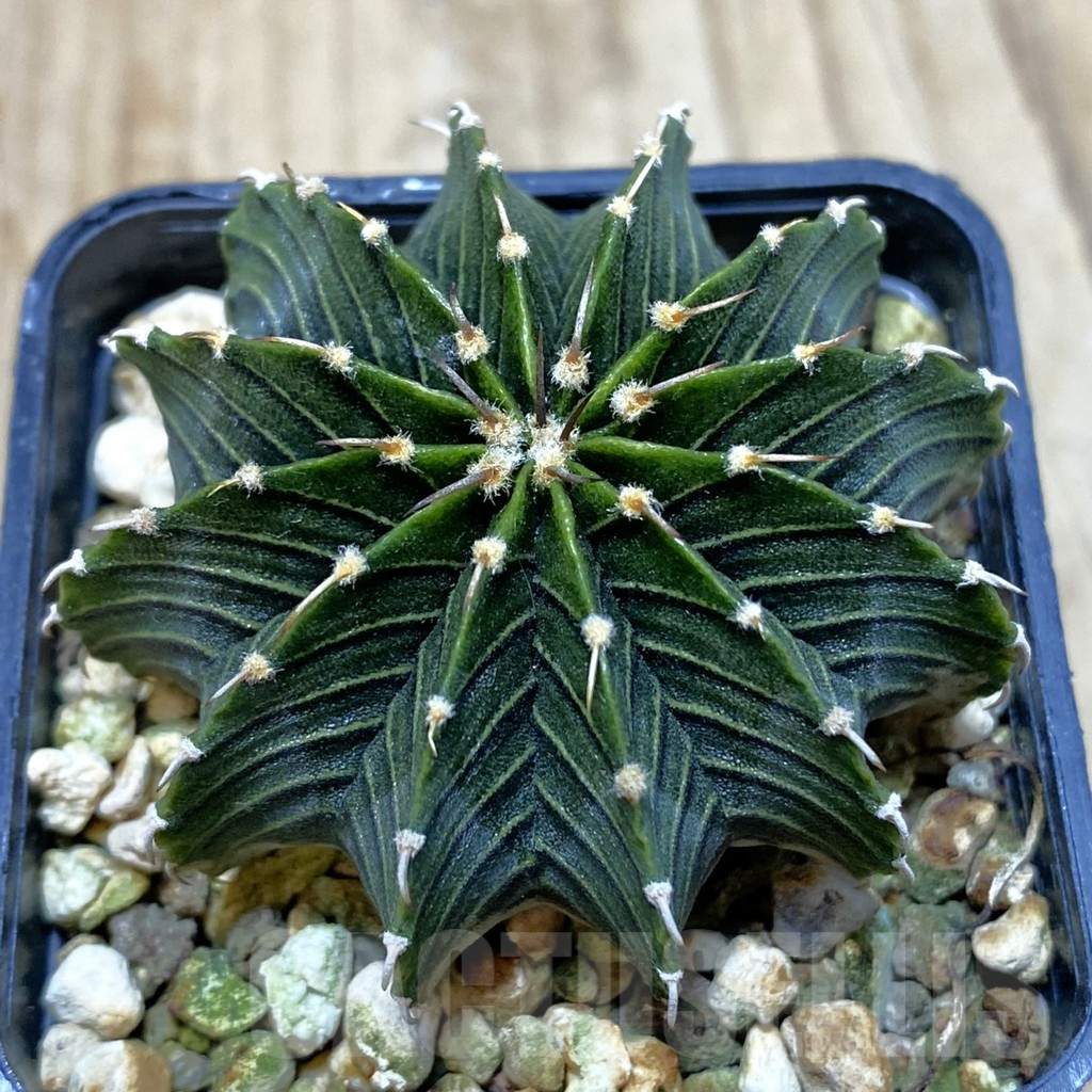 SH1487 Gymnocalycium friedrichii LB, seedling