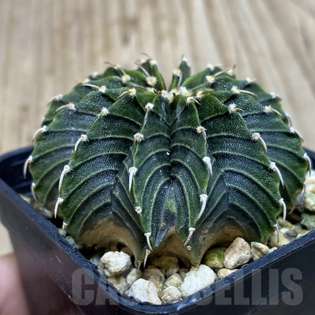 SH1487 Gymnocalycium friedrichii LB, seedling - Image 2