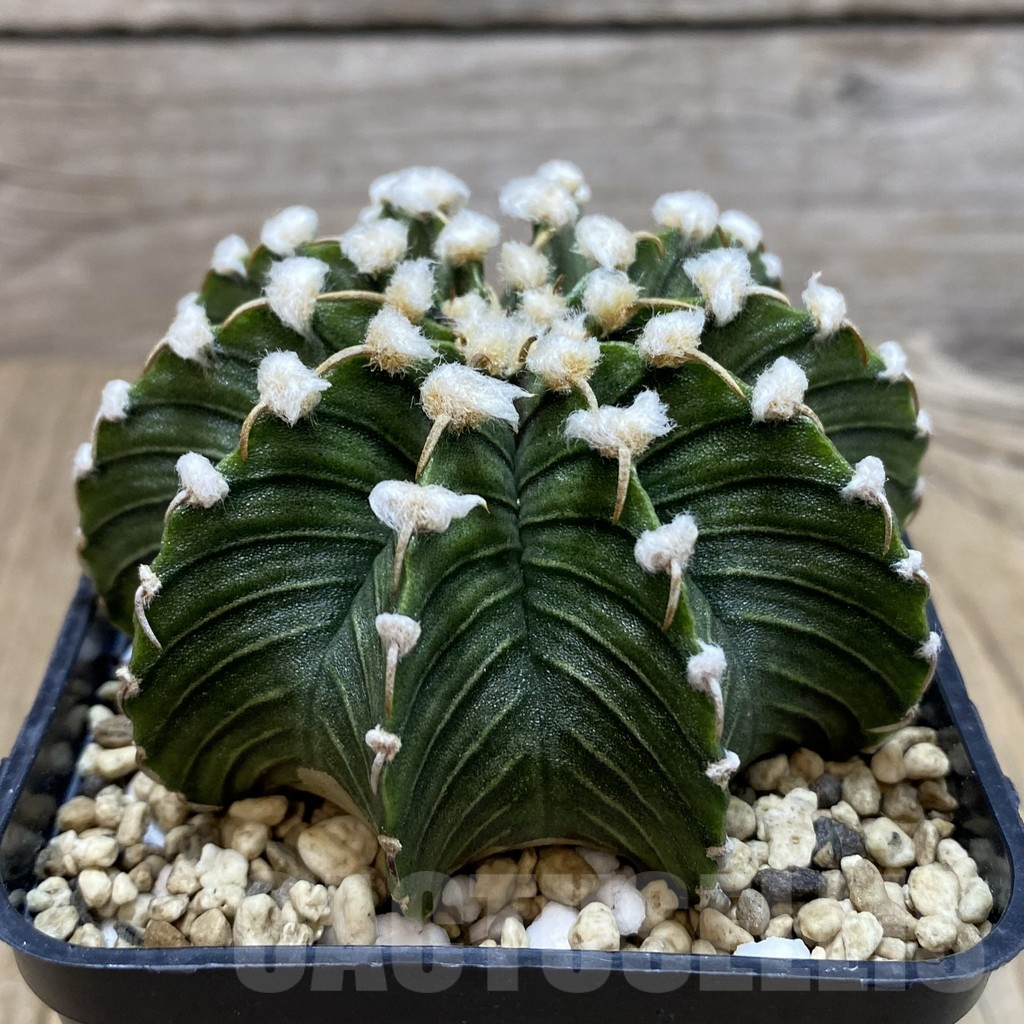 SHPR42634 Gymnocalycium friedrichii VOS1211, select form - Image 2