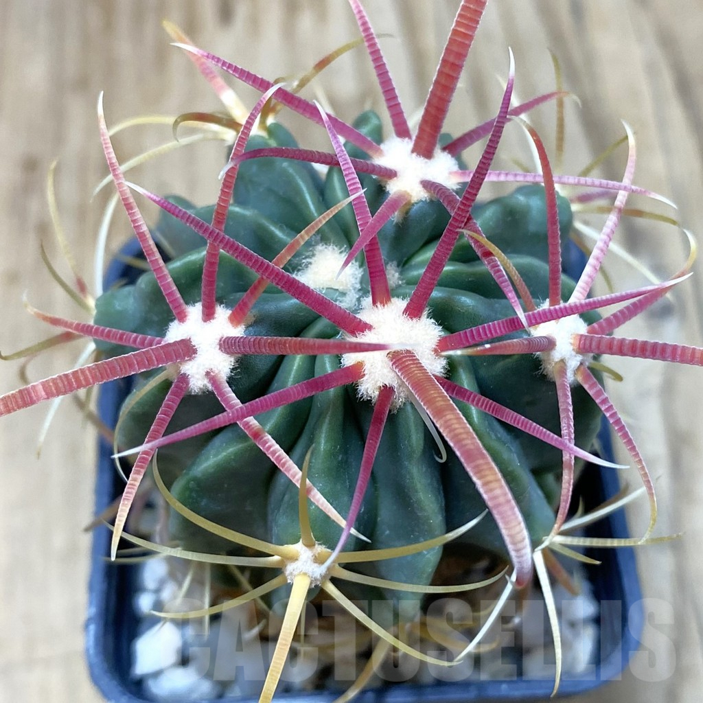 SHPR42596 Ferocactus latispinus