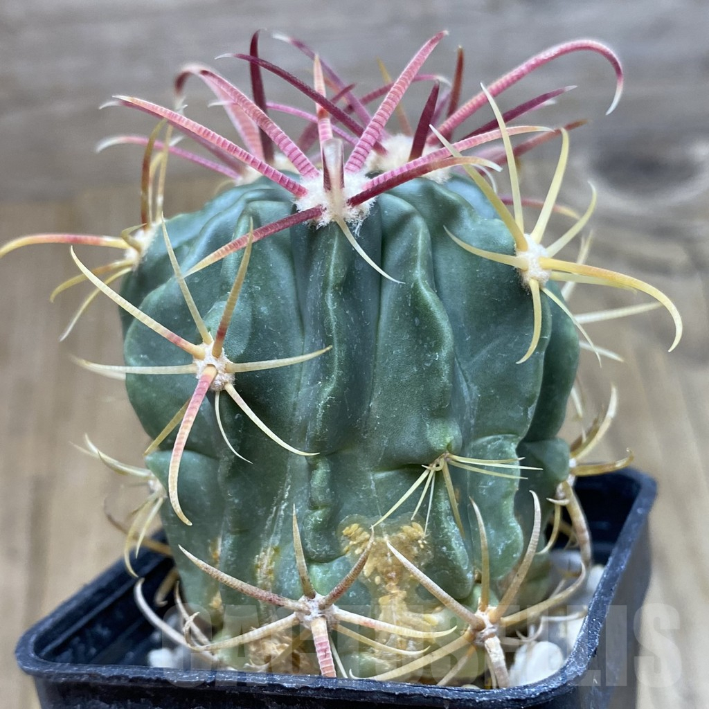 SHPR42596 Ferocactus latispinus - Image 2