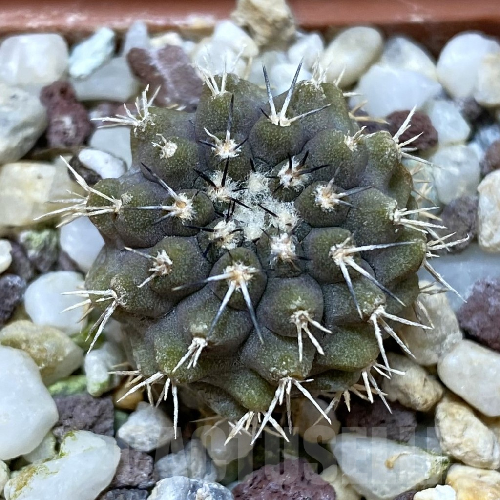 SHPR42590 Copiapoa marginata