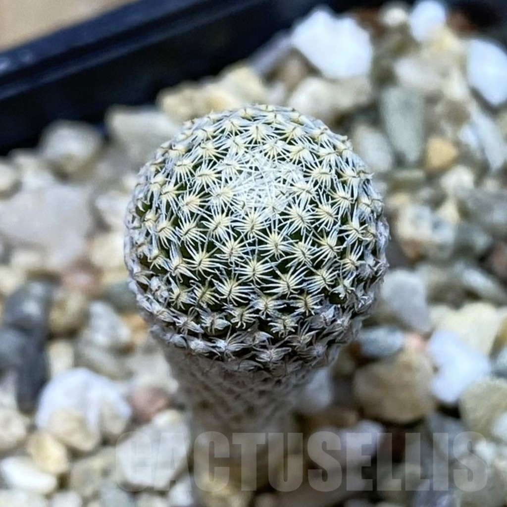 SHPR42612 Pelecyphora strobiliformis