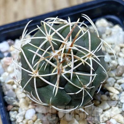 SH1469 Thelocactus hexaedrophorus -Rio Verde-