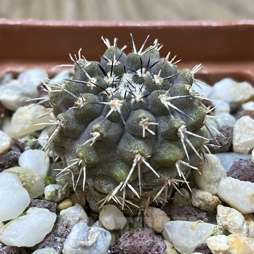 SHPR42590 Copiapoa marginata - Image 2