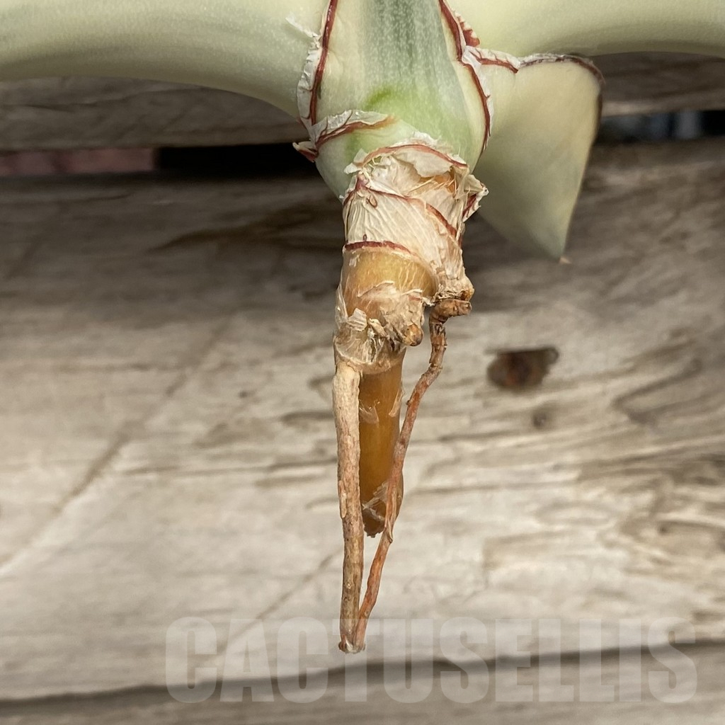 SHPR42740 Sansevieria robusta 'Dwarf' - Image 2