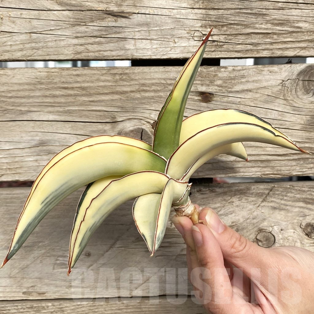 SHPR42740 Sansevieria robusta 'Dwarf'