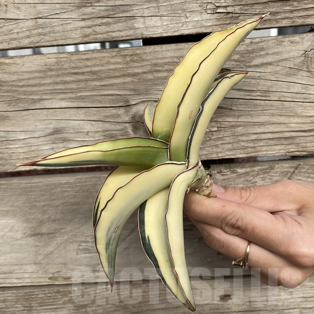 SHPR42740 Sansevieria robusta 'Dwarf' - Image 3