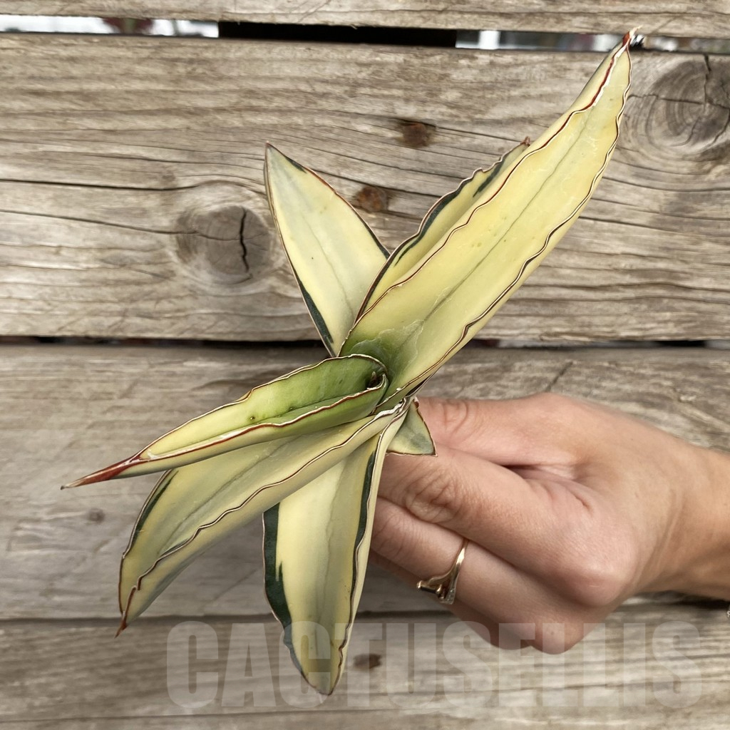 SHPR42740 Sansevieria robusta 'Dwarf' - Image 4