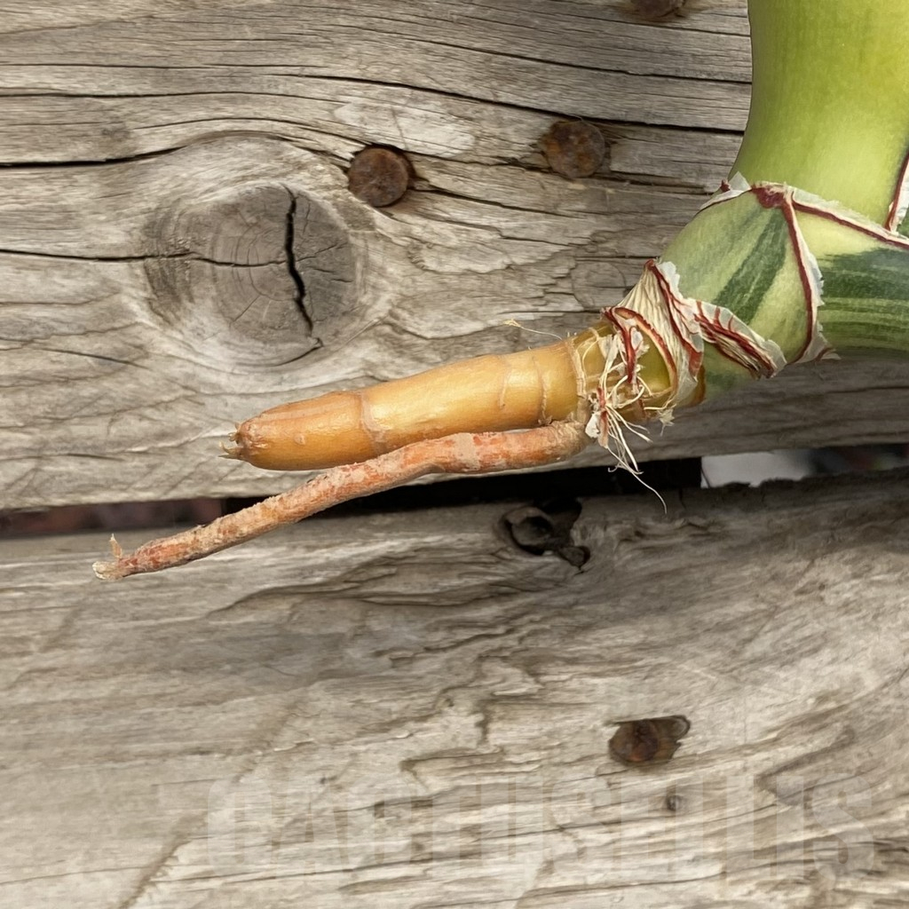 SHPR42741 Sansevieria robusta 'Dwarf' - Image 2