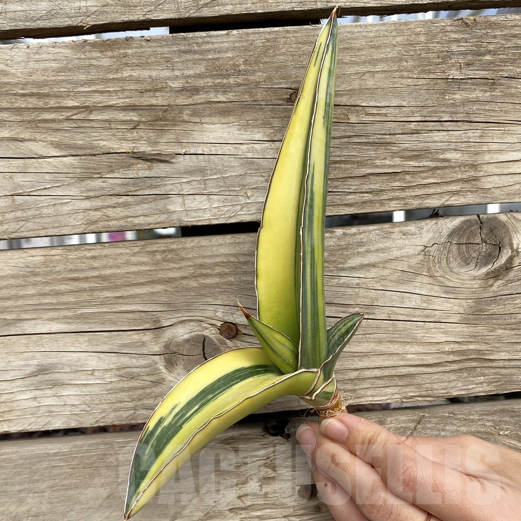 SHPR42741 Sansevieria robusta 'Dwarf' - Image 3