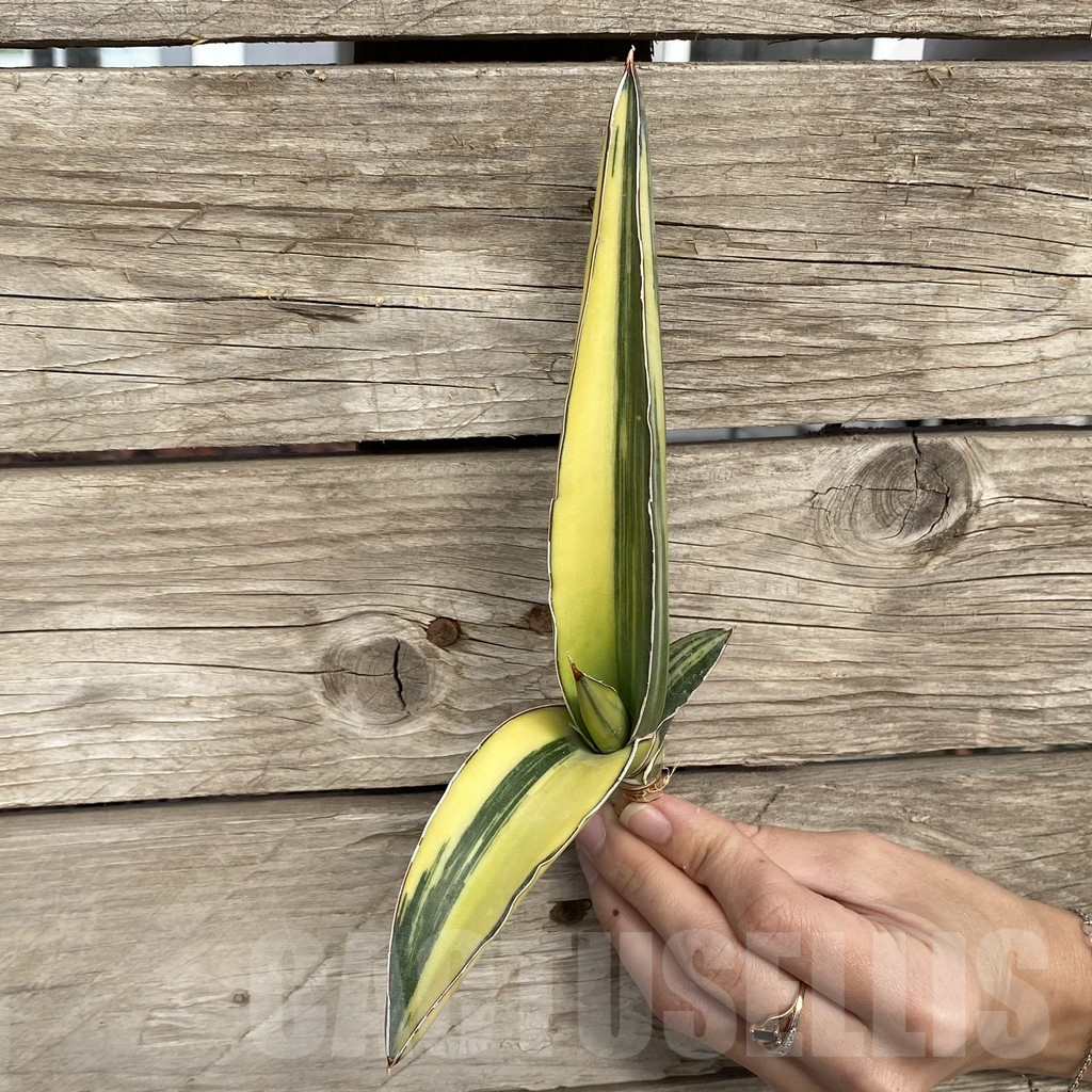SHPR42741 Sansevieria robusta 'Dwarf' - Image 4