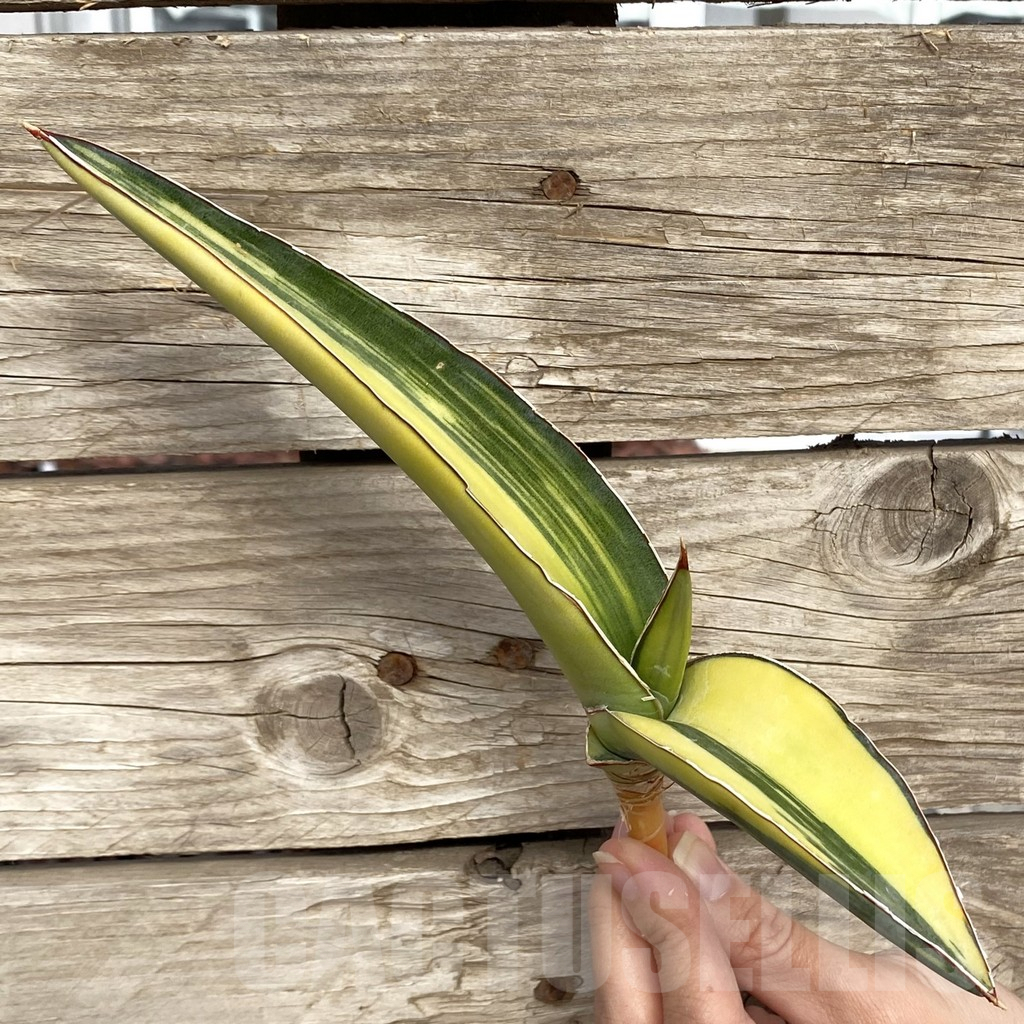 SHPR42741 Sansevieria robusta 'Dwarf'