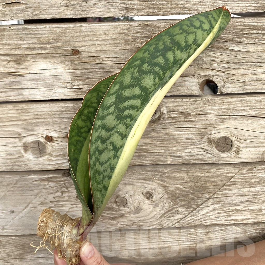 SHPR42716 Sansevieria ‘Masoniana’ mediopicta - Image 3