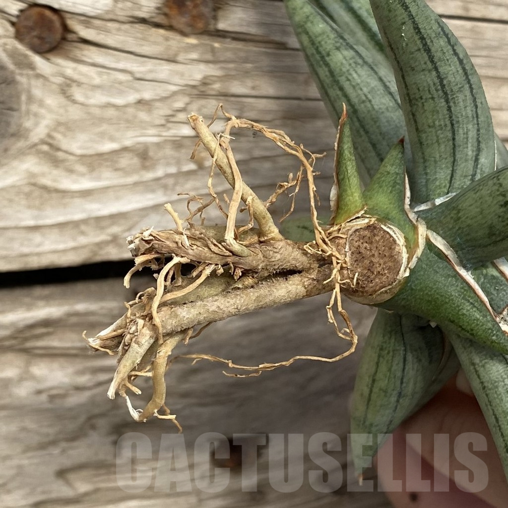 SHPR42756 Sansevieria ‘Silver Clone’ - Image 2