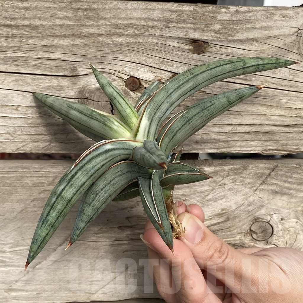SHPR42756 Sansevieria ‘Silver Clone’