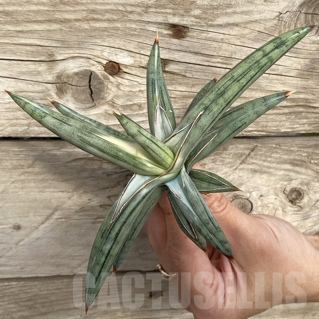 SHPR42756 Sansevieria ‘Silver Clone’ - Image 3