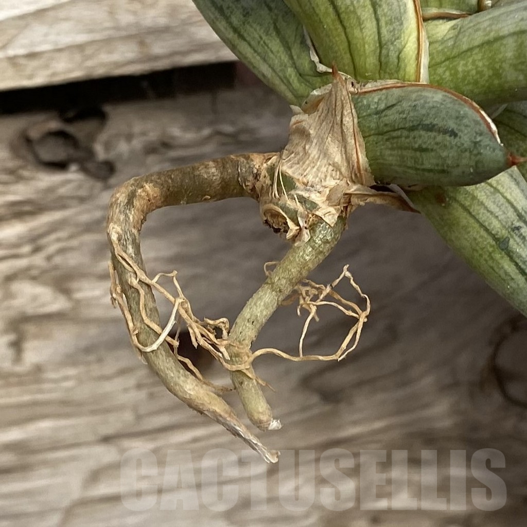 SHPR42759 Sansevieria ‘Blue Clone’ - Image 2