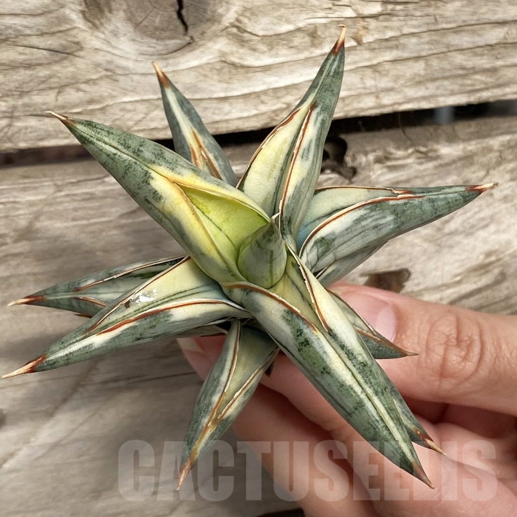 SHPR42759 Sansevieria ‘Blue Clone’