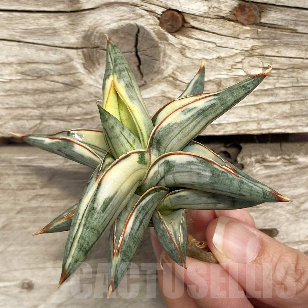 SHPR42759 Sansevieria ‘Blue Clone’ - Image 3