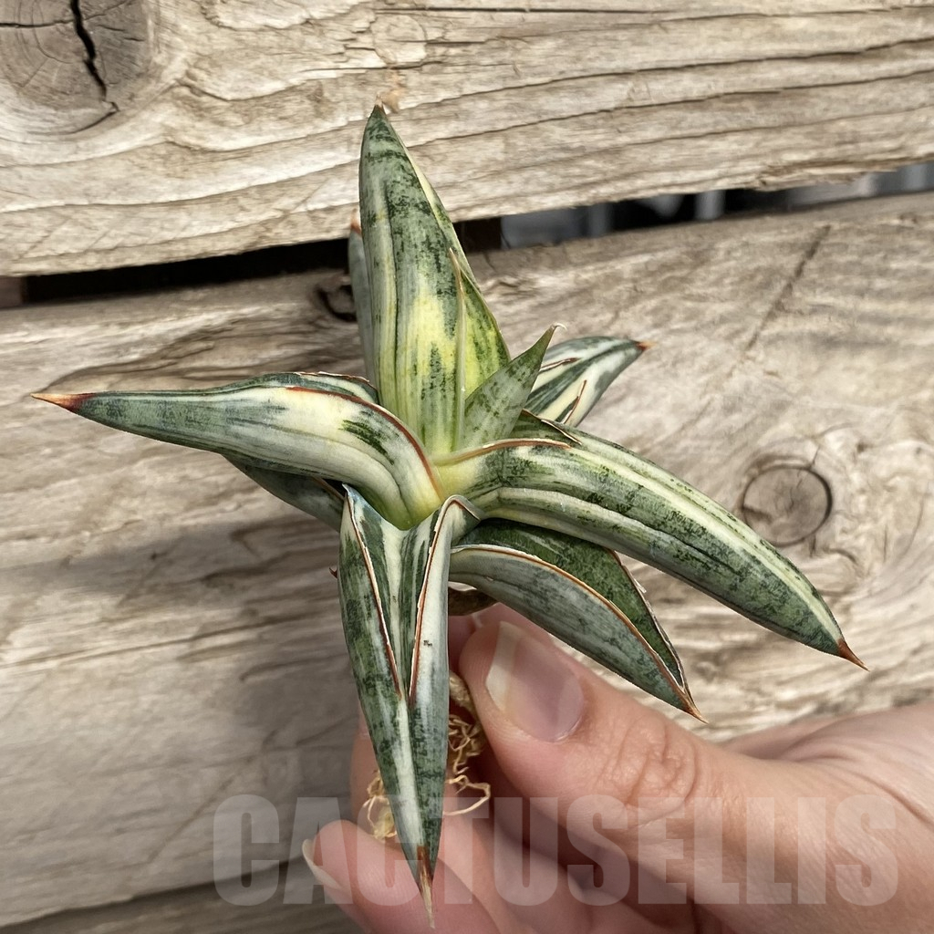 SHPR42761 Sansevieria ‘Blue Clone’ - Image 3
