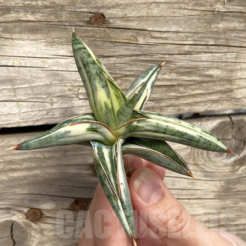 SHPR42761 Sansevieria ‘Blue Clone’