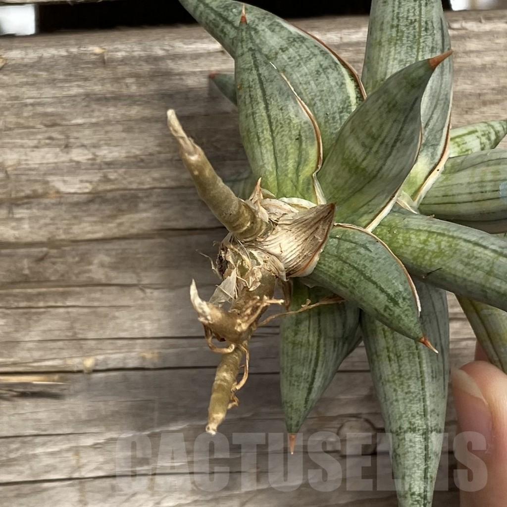 SHPR42762 Sansevieria ‘Blue Clone’ - Image 2