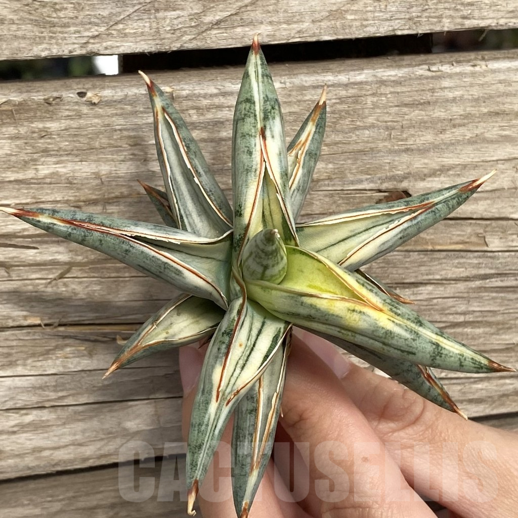 SHPR42762 Sansevieria ‘Blue Clone’