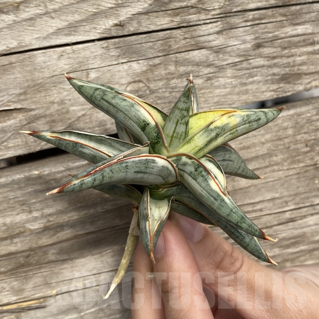 SHPR42762 Sansevieria ‘Blue Clone’ - Image 3
